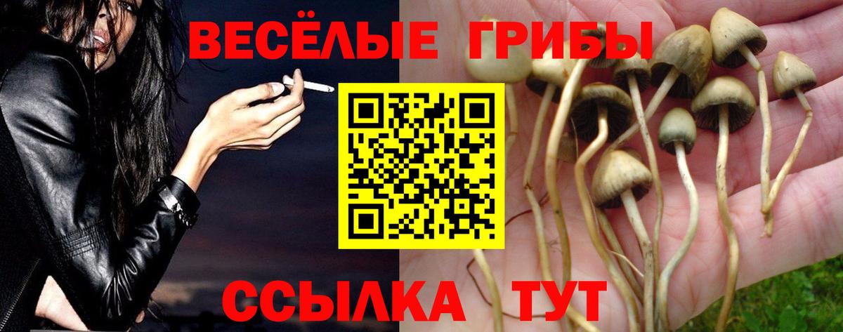 Галлюциногенные грибы Psilocybe Коломна